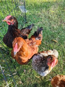 Young Roosters available