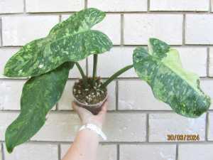 Variegated Philodendron Jose Buono Collector Plant