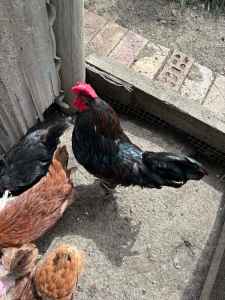 5 Roosters, 1 years old