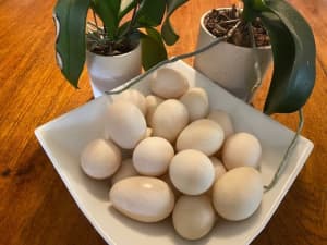 Organic Duck Eggs