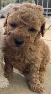 PaYment plan OFFERED! 6 MINI F2B LABRADOODLES 
