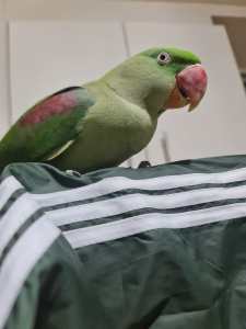 For Sale is a female hand raised friendly alexandrine