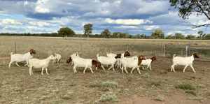 Starter herd Boer Goats 10 Does in kid 1 unrelated Buck