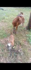 Goats Boer bucks 140 nany and Kids 240