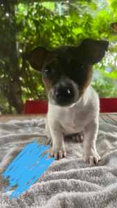Purebred Jack Russel puppies for sale