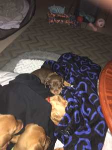 Miniature dachshunds 4 females and 1 male