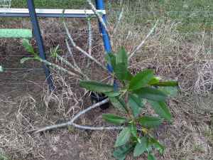 Free frangipani cuttings