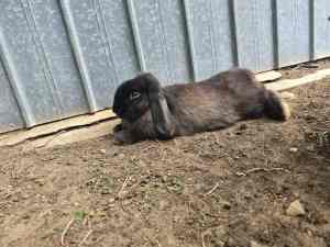 Mini loop male bunnies for sale