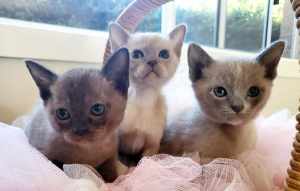 Beautiful Burmese kittens