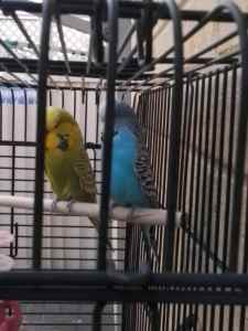 URGENT NEGOTIABLE 1 TAME 1 NOT TAME KINGSHOWCLUBRUNGBUDGIES and 2cages