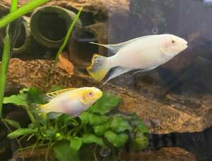 Albino Kribensis pairs - easy to breed tropical fish