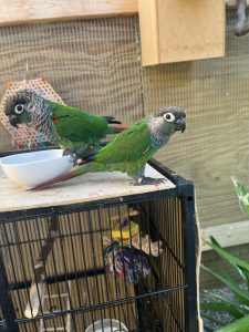 Pearly Conure - Chicks and Aviary juveniles