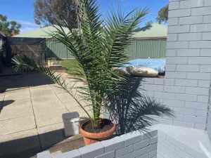 canary island date palm 2 metres potted no digging out sms the mobile