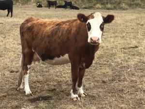 Cattle Heifers and unweaned calves