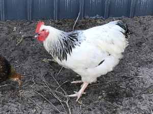 Light Sussex and Buff Orpington Rooster