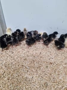 Heritage Breed Australorp chicks for sale