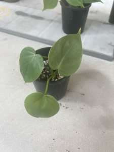 Philodendron ‘heart leaf’
