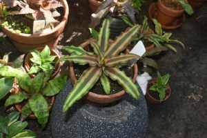 Earth Star // Cryptanthus Bivittatus In Terracotta Pot #2