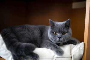 BRITISH SHORT HAIR CAT BREED BLUE / GREY COAT 