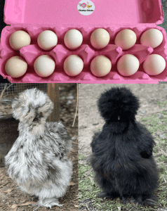 Purebred Fertile Silkie Chicken Eggs - From Top Quality Silkies