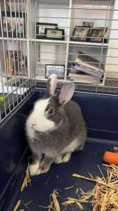 Netherland dwarf Grey and white bunny for sale