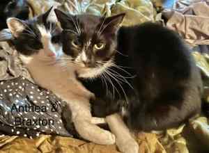 Braxton & Anthea - Perth Animal Rescue inc vet work cat/kitten