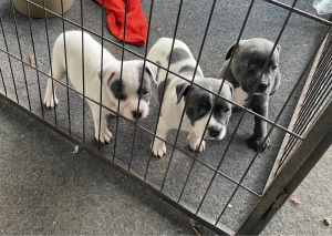 Pure Bred Staffordshire Bull Terrier pups