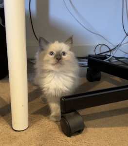 One Male Ragdoll is looking for a new home