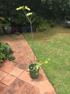 Fig tree in pot, pick up Doncaster Vic