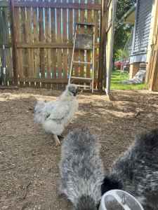 White silkie rooster free