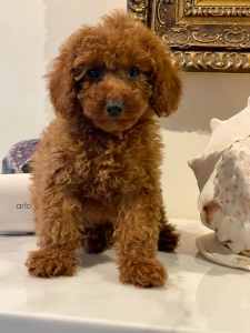 Toy poodle puppies 🐶 (only one female left 