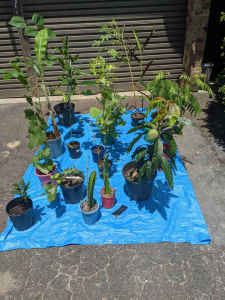 Tropical plants for sale
