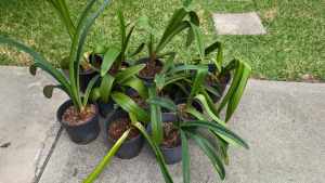 Hippeastrum Plants for Sale