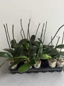 White Phalaenopsis orchids pots x 14