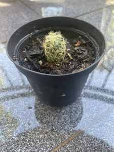 Small cactus plant, the gold lace cactus or ladyfinger