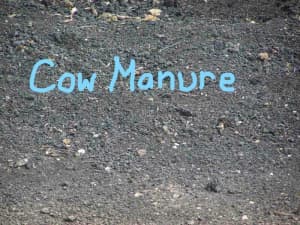 Aged Cow manure