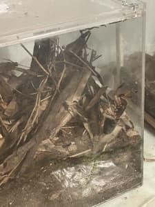 Adult Tarantula (female) and enclosure