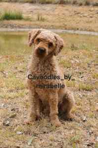 DNA tested Entire Cavoodle Male 