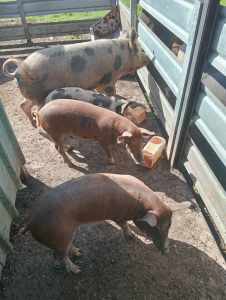 Piglets for sale