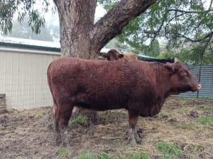 Red Angus cow. 4 years old.