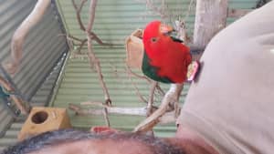 Lost male king parrot