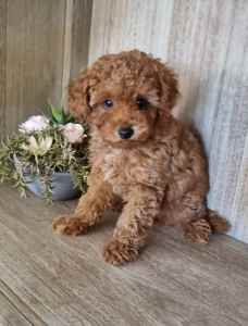 Pure-bred toy poodle. Fully toilet trained:))