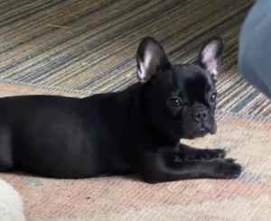 French Bulldog looking for her forever home.