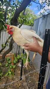 Laying chicken for sale 