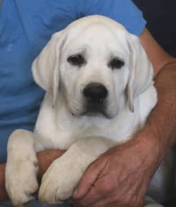 Beautiful, LABRADOR top quality, ANKC pedigreed puppies ready now.