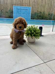 Toy Cavoodle pup male !lDNA CLEAR .looking for a loving family 