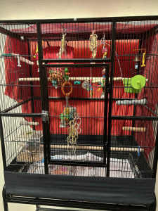Quaker parrot with cage