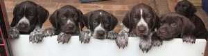 Purebred German Shorthaired Pointer Puppies- Only 1 male left