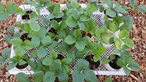 Strawberry potted seedlings