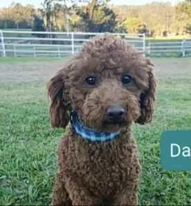 Pedigree Toy Poodle / DNA clear